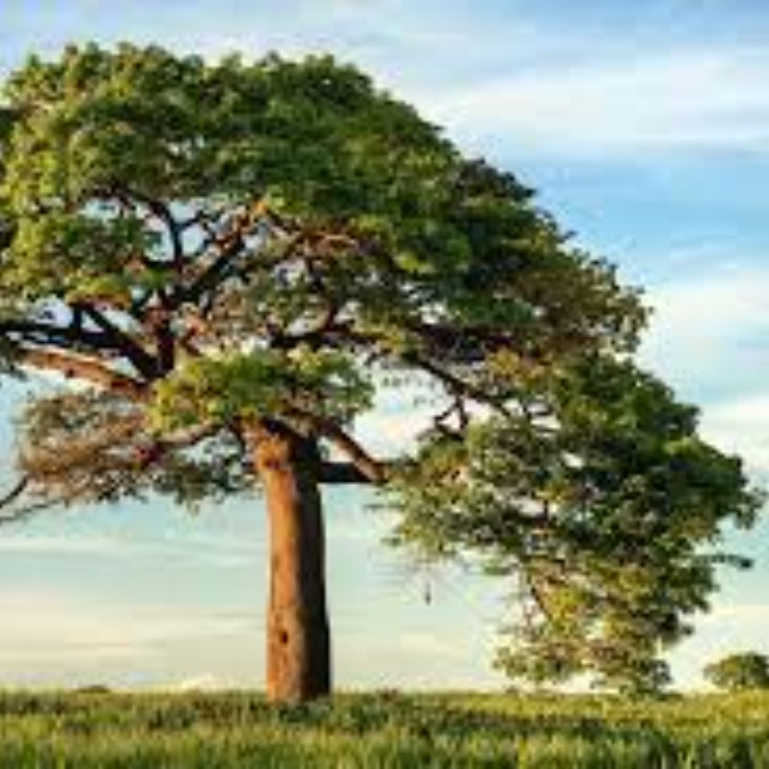 parktrump.eth Ethereum Name Service (ENS and .eth domain) PFP