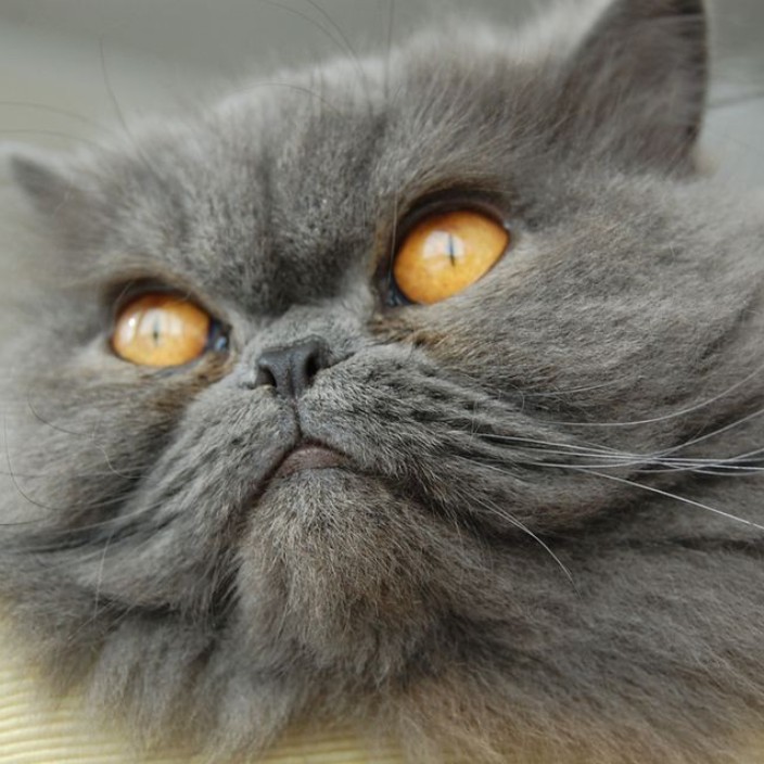 persians.eth Ethereum Name Service (ENS and .eth domain) PFP