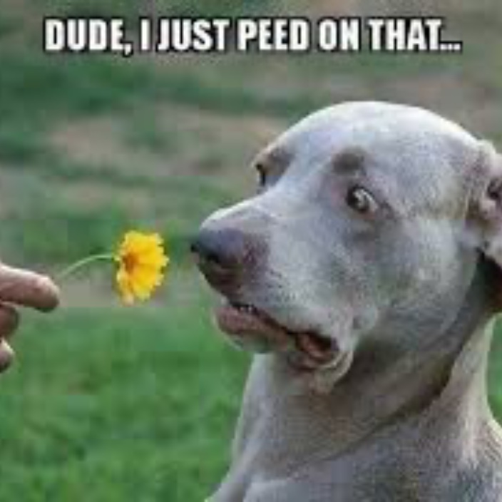 petmeme.eth Ethereum Name Service (ENS and .eth domain) PFP