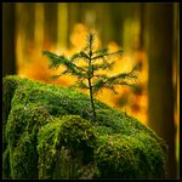 pinakek.eth Ethereum Name Service (ENS and .eth domain) PFP