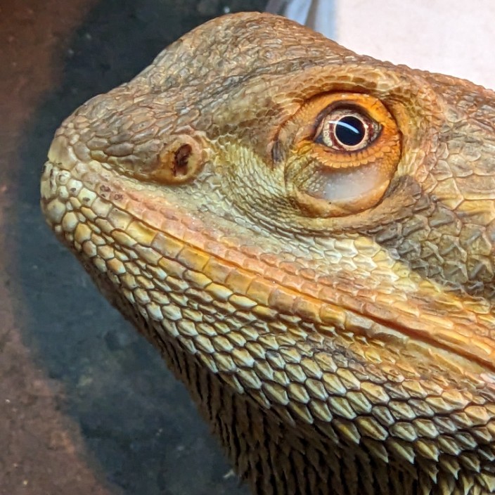 pogonavitticeps.eth Ethereum Name Service (ENS and .eth domain) PFP