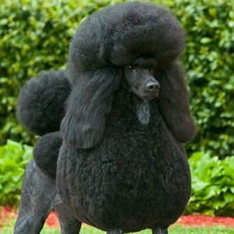 poodles.eth Ethereum Name Service (ENS and .eth domain) PFP