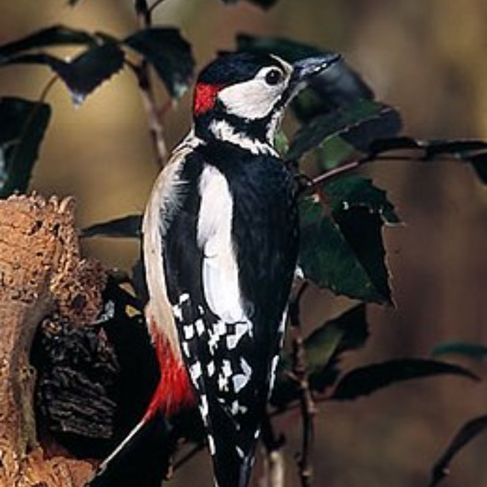 powerofone234.eth Ethereum Name Service (ENS and .eth domain) PFP