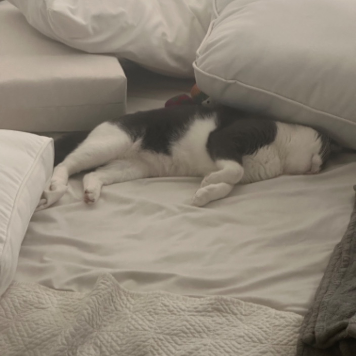 Precision Ledger (precisionledger.eth) Ethereum Name Service (ENS and .eth domain) PFP