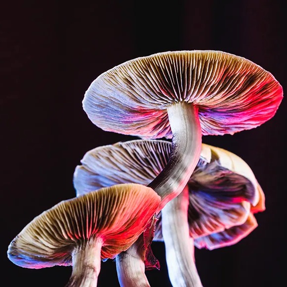 psilocin.eth Ethereum Name Service (ENS and .eth domain) PFP