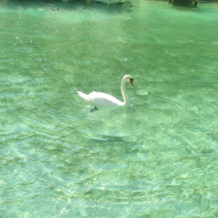 pugin.eth Ethereum Name Service (ENS and .eth domain) PFP