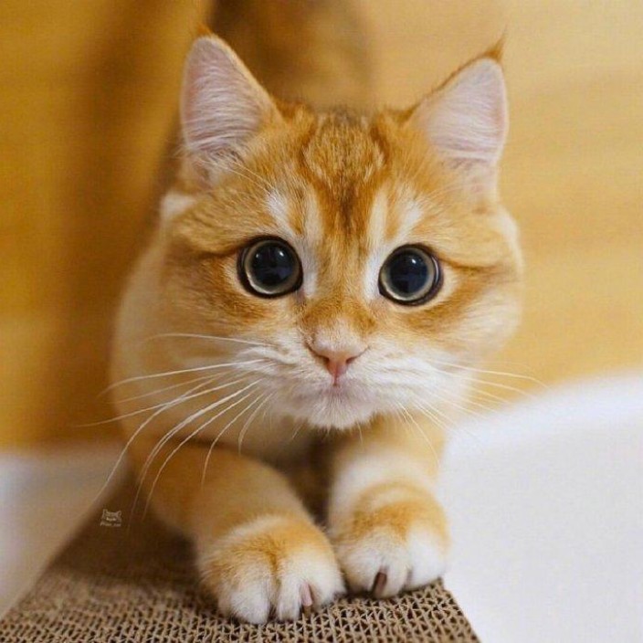 qiangzhegege.eth Ethereum Name Service (ENS and .eth domain) PFP