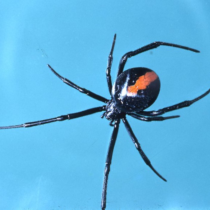 redback.eth Ethereum Name Service (ENS and .eth domain) PFP