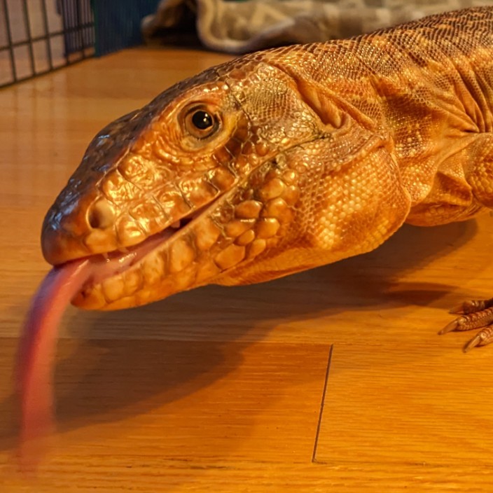 redtegu.eth Ethereum Name Service (ENS and .eth domain) PFP