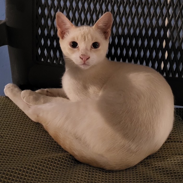 renekasperek.eth Ethereum Name Service (ENS and .eth domain) PFP