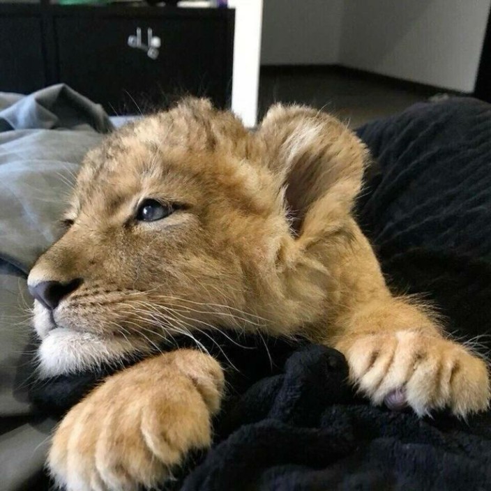 richboss.eth Ethereum Name Service (ENS and .eth domain) PFP