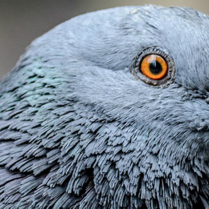 risetogether2.eth Ethereum Name Service (ENS and .eth domain) PFP