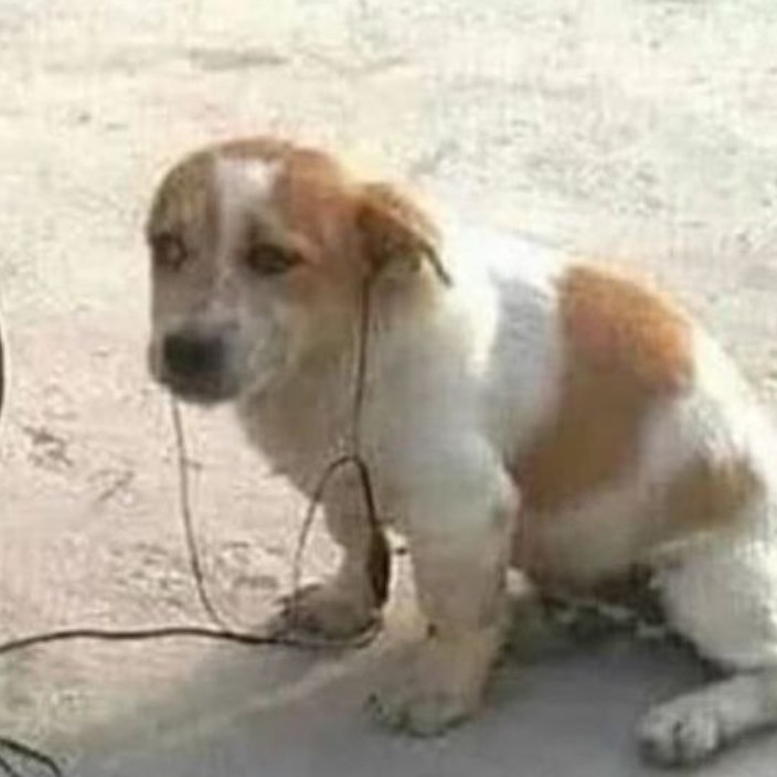 rollingass.eth Ethereum Name Service (ENS and .eth domain) PFP