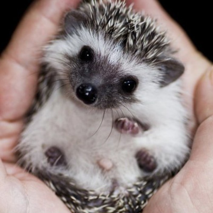 ronda0oldridz.eth Ethereum Name Service (ENS and .eth domain) PFP