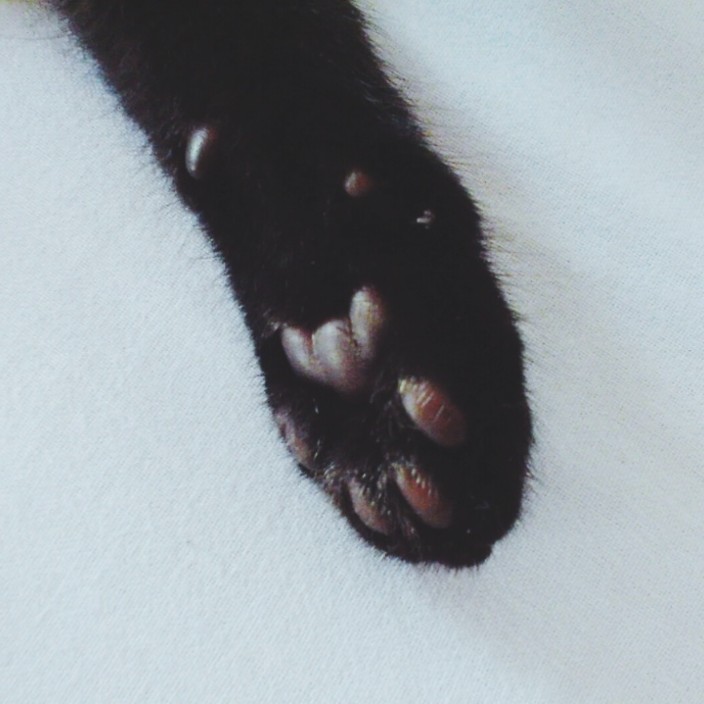 sabbatscribe.eth Ethereum Name Service (ENS and .eth domain) PFP