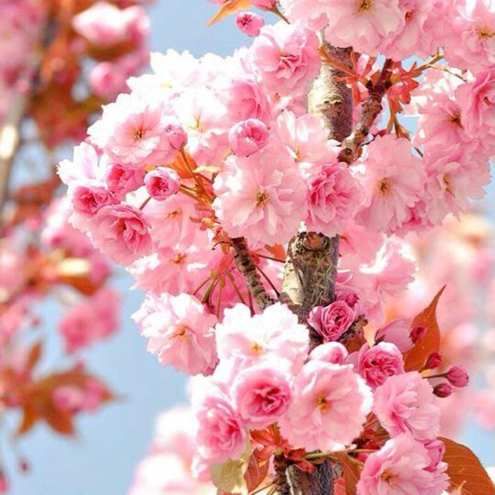 sakyra.eth Ethereum Name Service (ENS and .eth domain) PFP