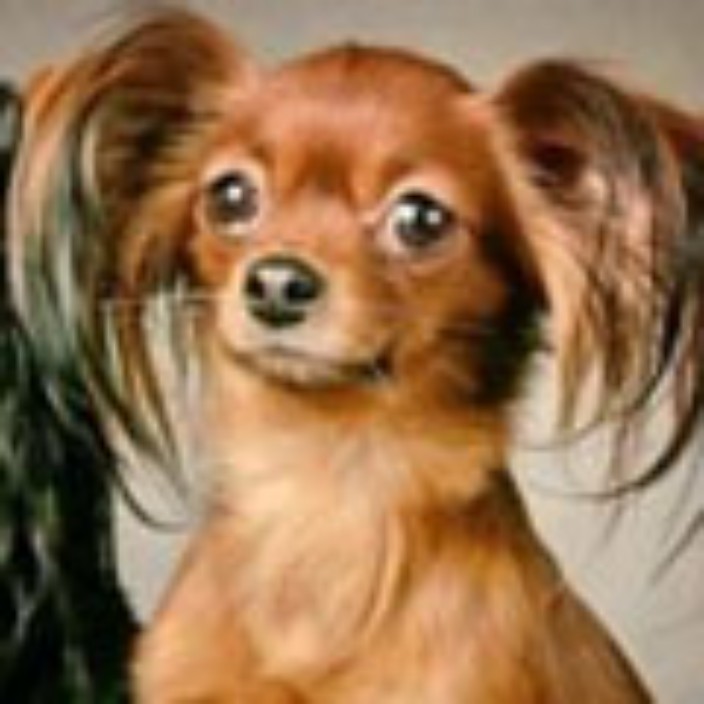 samkam.eth Ethereum Name Service (ENS and .eth domain) PFP