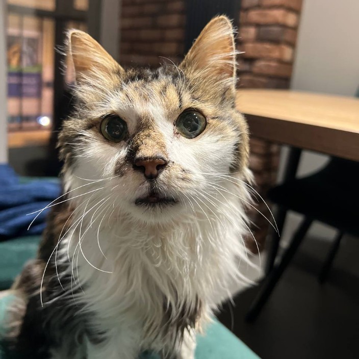 sanek32.base.eth Basenames (.base.eth domains) based on ENS PFP