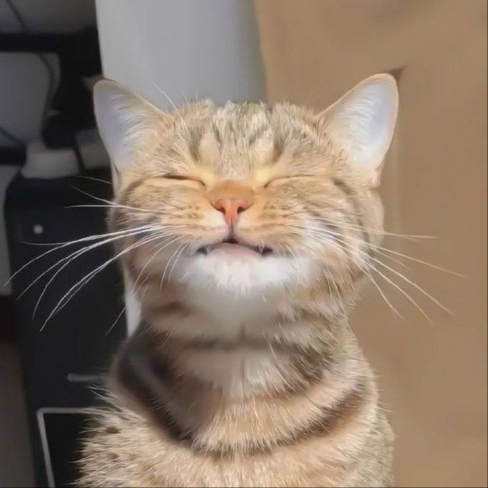 scodelaris.eth Ethereum Name Service (ENS and .eth domain) PFP