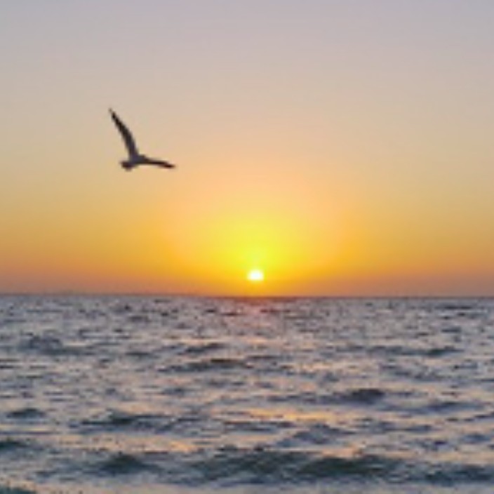 seagulls.eth Ethereum Name Service (ENS and .eth domain) PFP