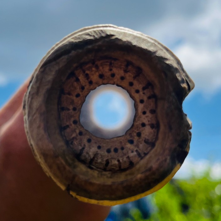 seewunder.eth Ethereum Name Service (ENS and .eth domain) PFP