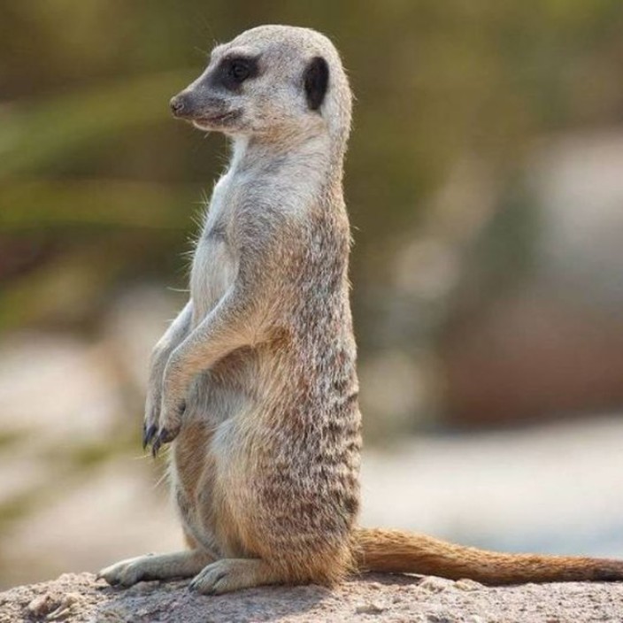 seiryuu.eth Ethereum Name Service (ENS and .eth domain) PFP