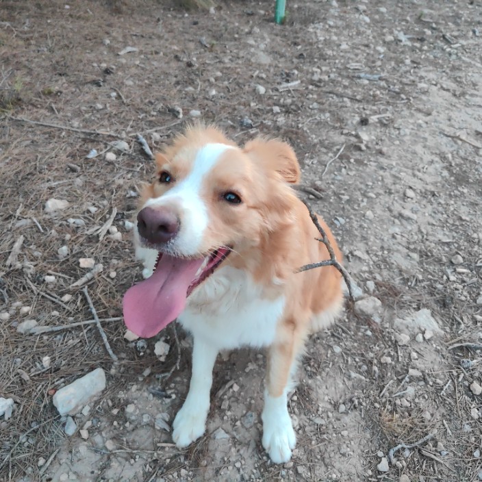 shako92.eth Ethereum Name Service (ENS and .eth domain) PFP