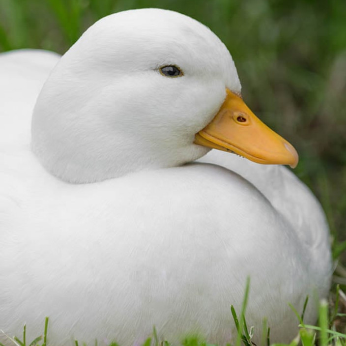 Simon (shamoen.eth) Ethereum Name Service (ENS and .eth domain) PFP