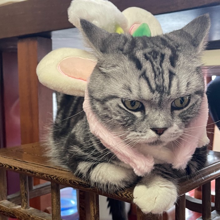 sheenadong.eth Ethereum Name Service (ENS and .eth domain) PFP