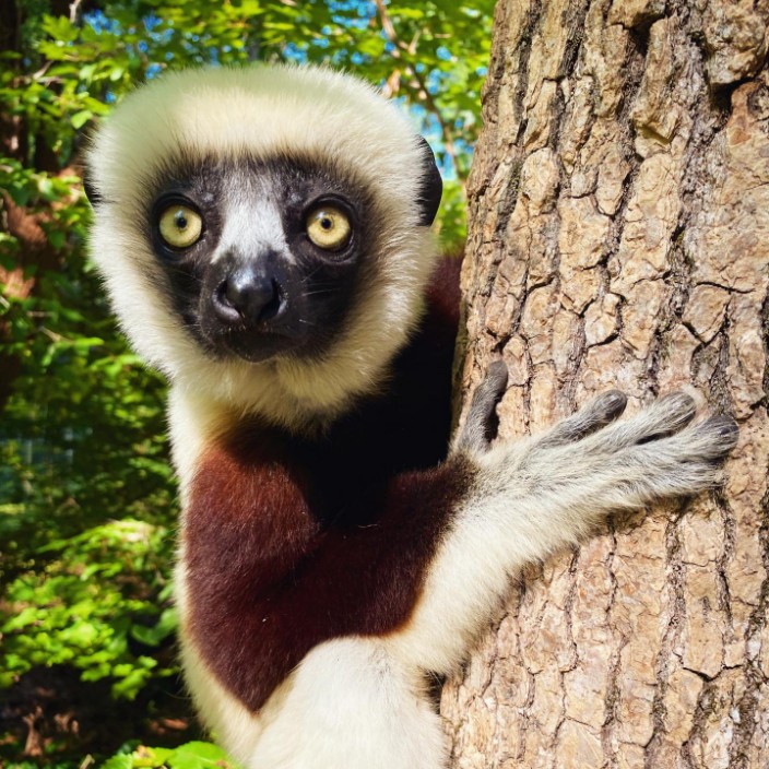 sifaka.eth Ethereum Name Service (ENS and .eth domain) PFP
