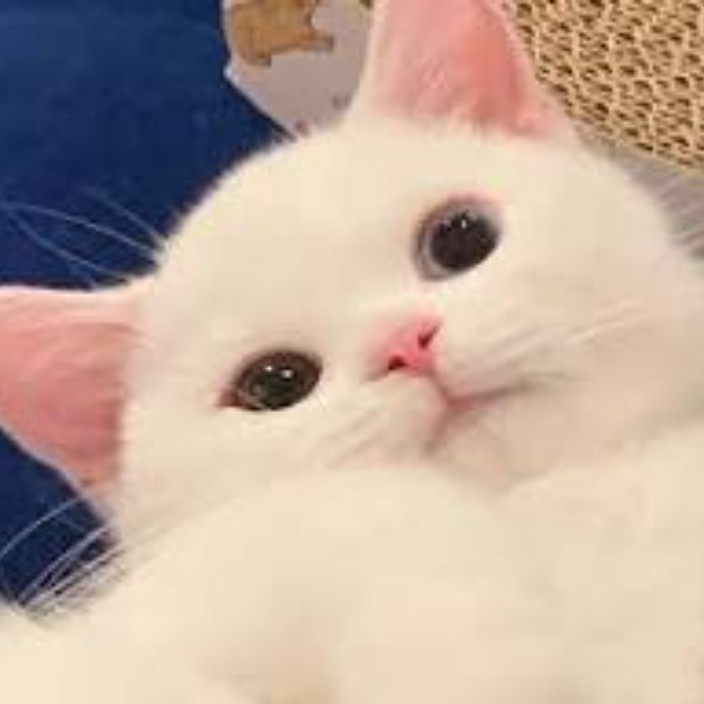 sipingfawen.eth Ethereum Name Service (ENS and .eth domain) PFP