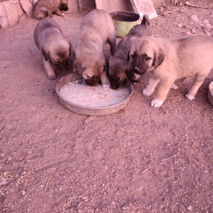 sivassivassivassivassivas.eth Ethereum Name Service (ENS and .eth domain) PFP