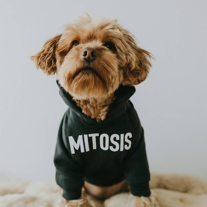 sixgold.eth Ethereum Name Service (ENS and .eth domain) PFP