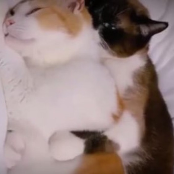 sixmurtver.eth Ethereum Name Service (ENS and .eth domain) PFP