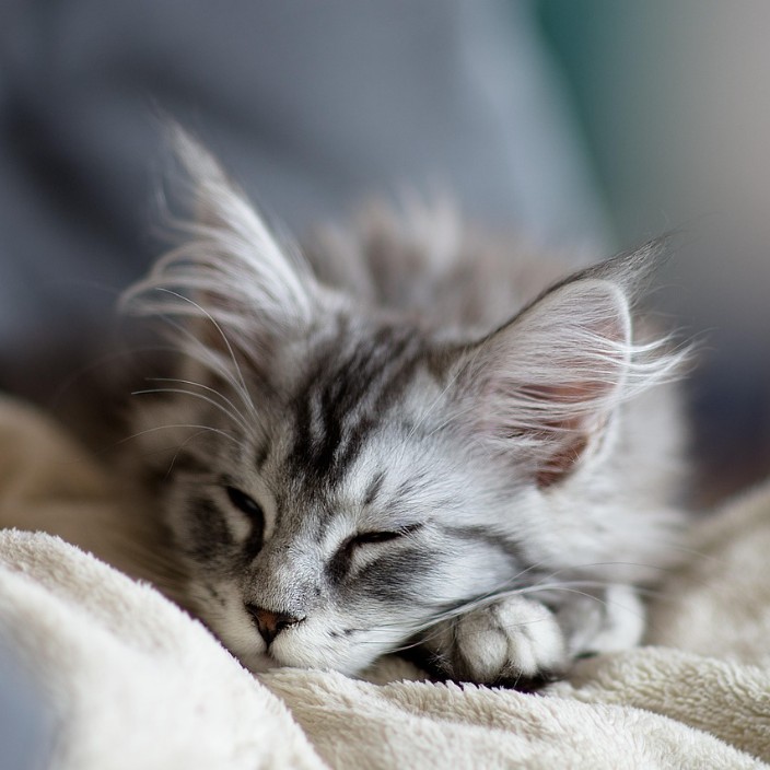 skroll.eth Ethereum Name Service (ENS and .eth domain) PFP