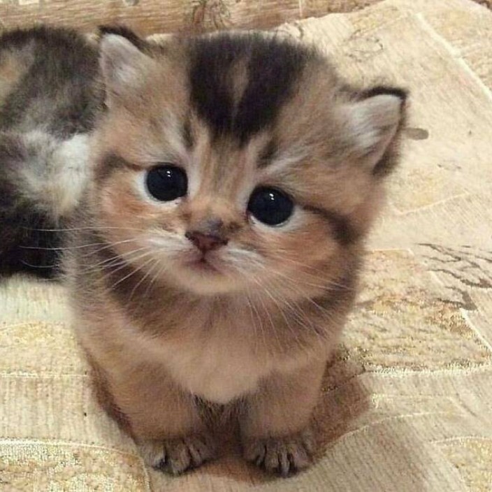 skyph.linea.eth Linea Name Service (.linea.eth domains) based on ENS PFP