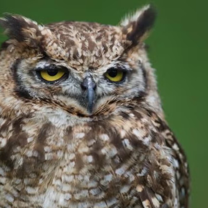 sleepybirdyep.eth Ethereum Name Service (ENS and .eth domain) PFP