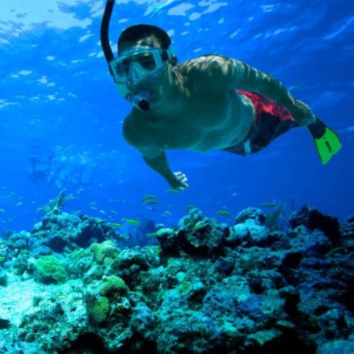 snorkelling.eth Ethereum Name Service (ENS and .eth domain) PFP