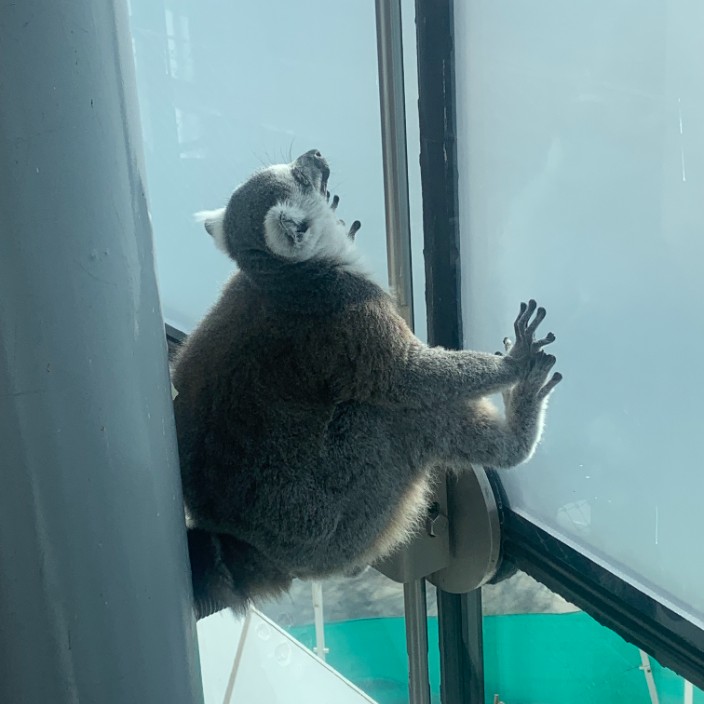 solanafucker.eth Ethereum Name Service (ENS and .eth domain) PFP