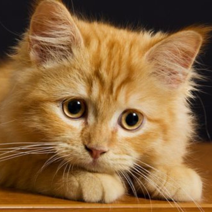 soliditygirl.eth Ethereum Name Service (ENS and .eth domain) PFP