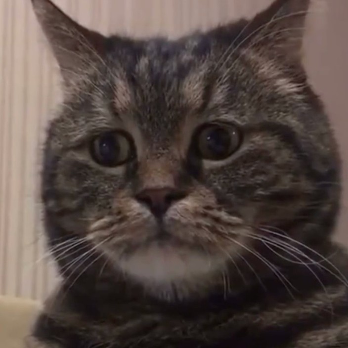 soltise.eth Ethereum Name Service (ENS and .eth domain) PFP