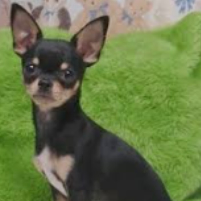 sonatamusic.eth Ethereum Name Service (ENS and .eth domain) PFP