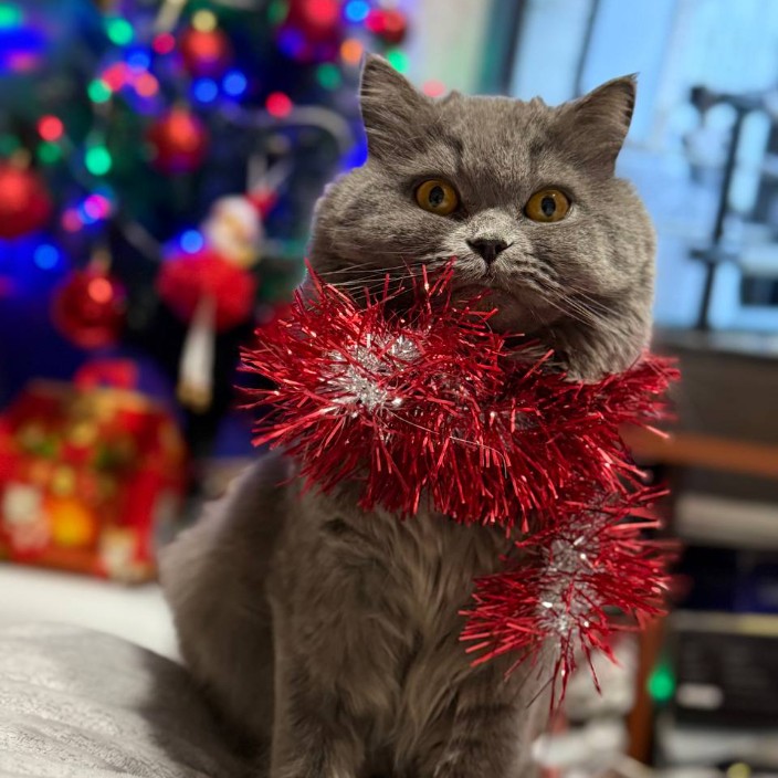 sonyacat.eth Ethereum Name Service (ENS and .eth domain) PFP