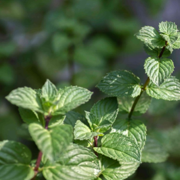 spearmint.eth Ethereum Name Service (ENS and .eth domain) PFP