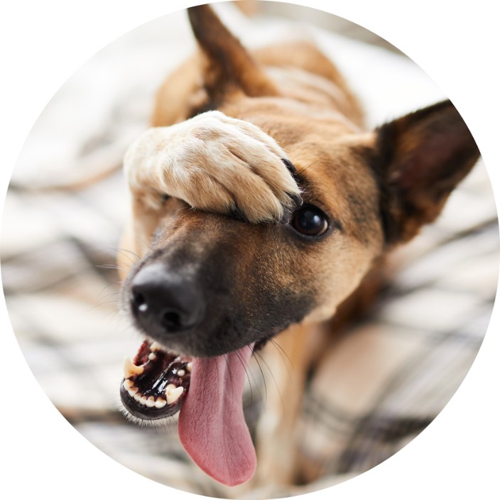 Spidou (spidou.eth) Ethereum Name Service (ENS and .eth domain) PFP