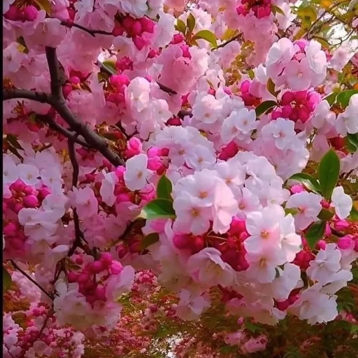 ss123.eth Ethereum Name Service (ENS and .eth domain) PFP