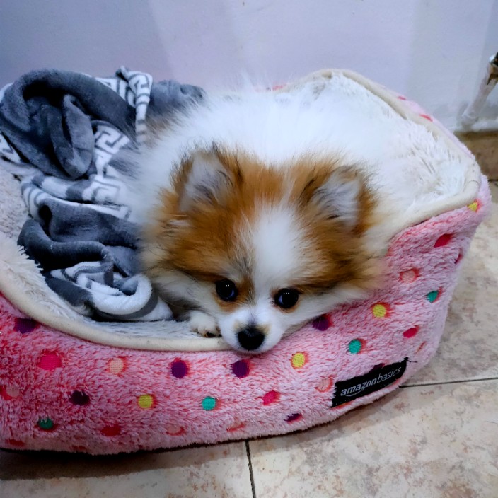 ssangyong.eth Ethereum Name Service (ENS and .eth domain) PFP