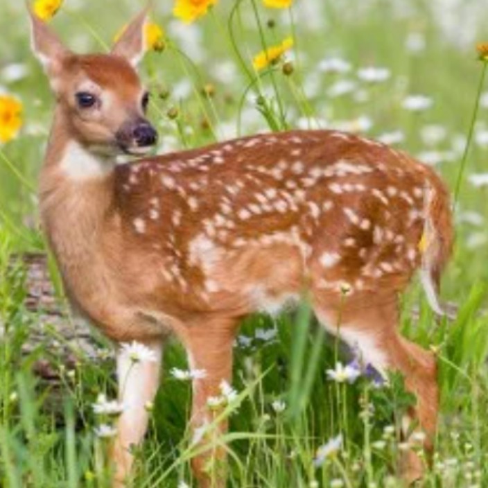 stardeer.eth Ethereum Name Service (ENS and .eth domain) PFP