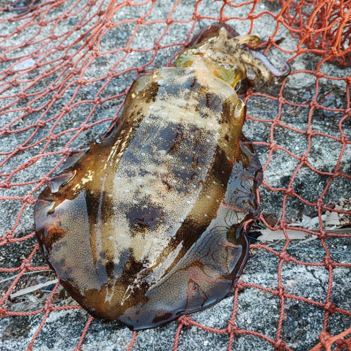 stargaze3.eth Ethereum Name Service (ENS and .eth domain) PFP