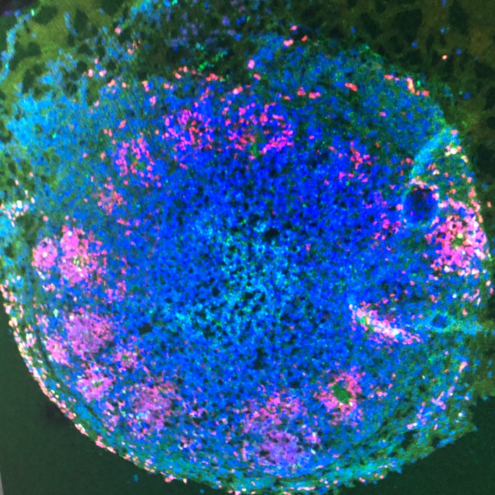 stepbizzle.base.eth Basenames (.base.eth domains) based on ENS PFP